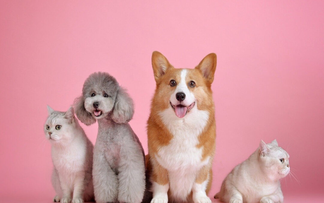 Choosing The Right Pet For You