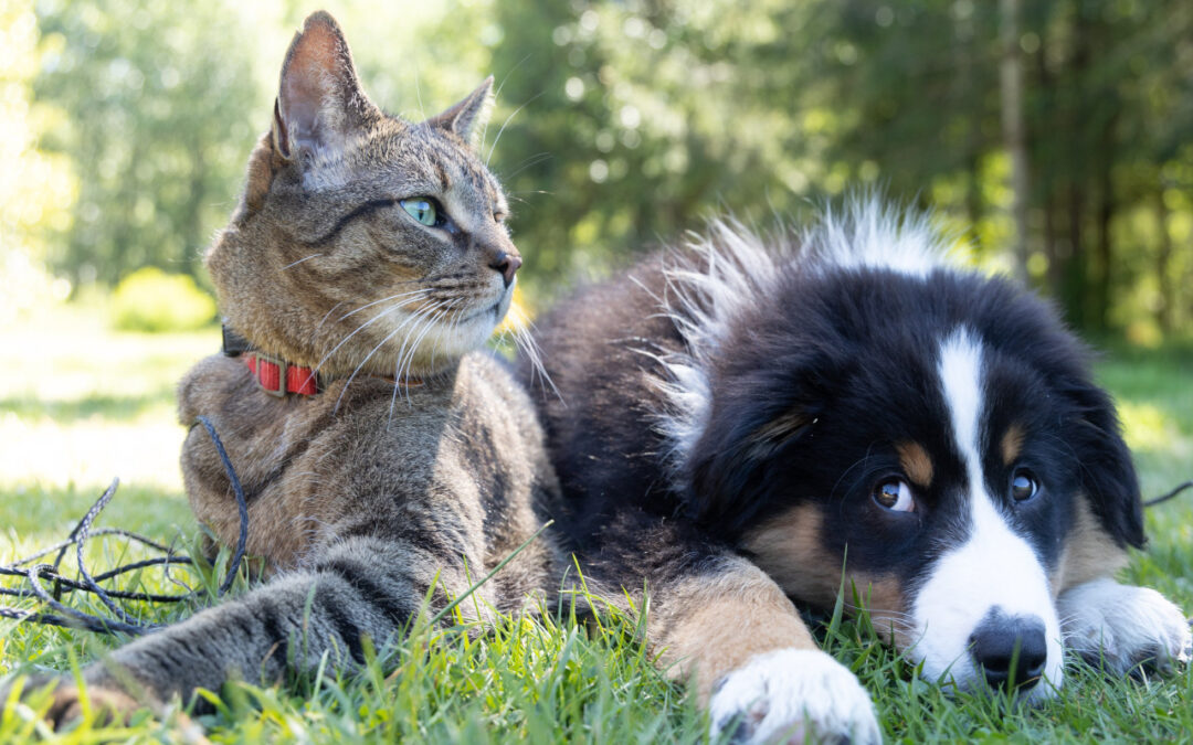 Best First Pets