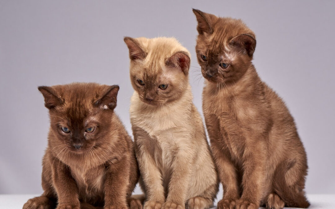 Domestic Cat Breeds