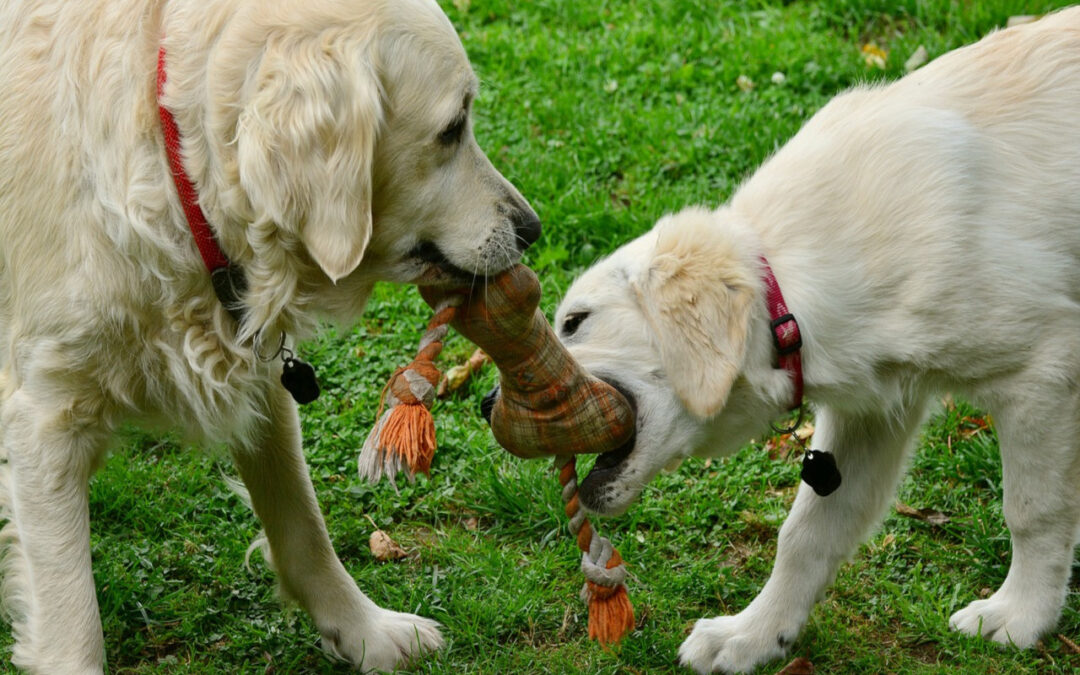 Simple Toys to Make for Your Dog