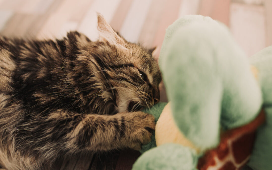 Simple Toys to Make for Your Cat